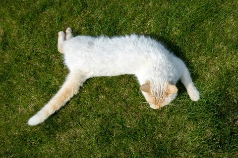 Thai red point siamese cat on the lawn Stock Photos