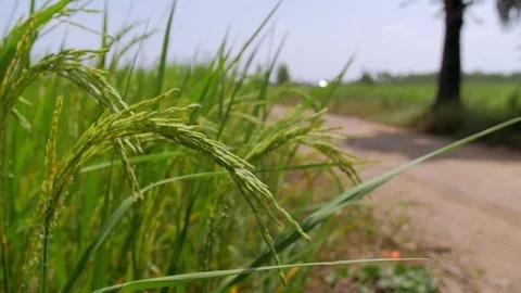 Thai rice Stock Footage 71391390