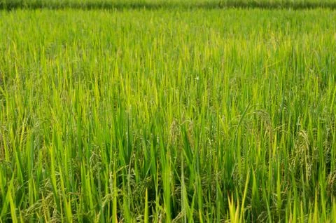 Thai rice Stock Photos