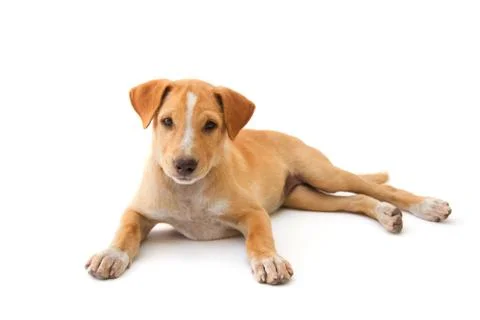 Thai ridge back dog isolate Stock Photos