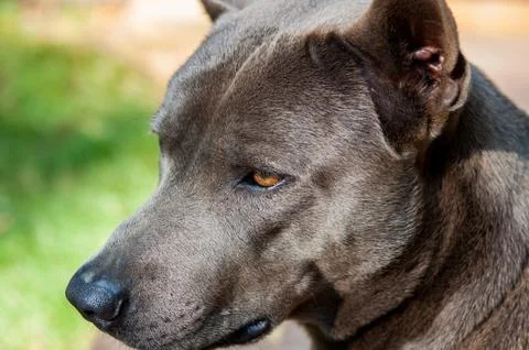 Thai Ridgeback dog Stock Photos