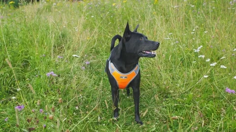 Thai Ridgeback having a good time on a summer green meadow Stock Footage 202665677