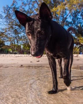 A Thai Ridgeback is playing at the beach Stock Photos