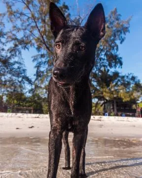 A Thai Ridgeback is playing at the beach Stock Photos