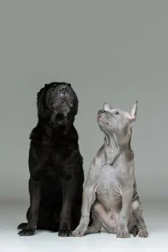 Thai ridgeback puppy and shar pei dog Stock Photos