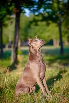 Thai Ridgeback sitting on the grass Stock Photos
