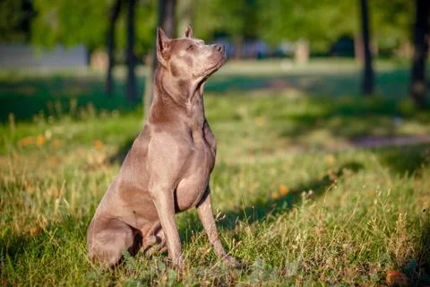 Thai Ridgeback sitting on the grass Stock Photos