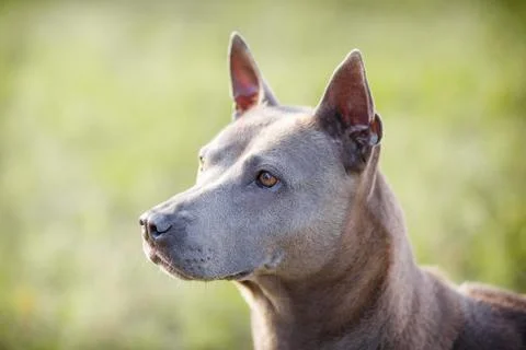 Thai Ridgeback on walk Stock Photos