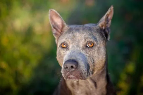 Thai Ridgeback on walk Stock Photos