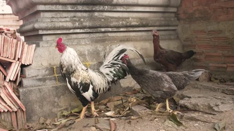 Thai rooster on the Buddhist temple Stock Footage 169694980