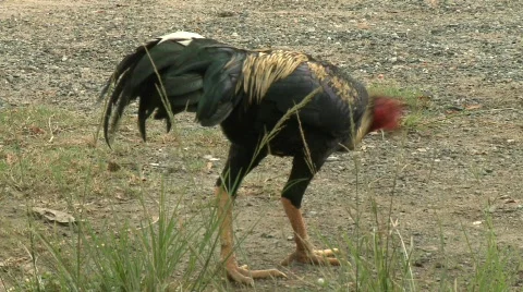 Thai rooster 스톡 동영상 485238