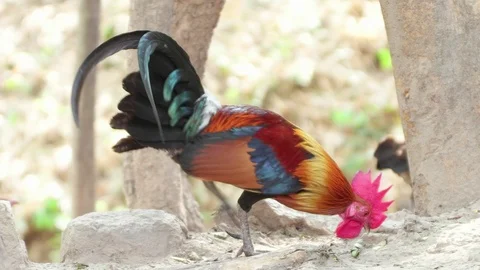 Thai rooster pecks something on the ground Stock Footage 72672539