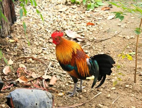 Thai rooster Stock Photos