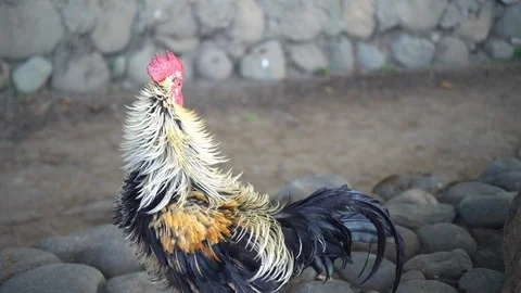 Thai rooster standing and scratching, 4K Stock Footage 119695139