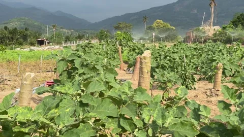 A Thai round eggplant grows along a branch surrounded by thick foliage and Stock Footage 326319627