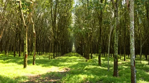Thai Rubber Tree Plantation in Perspective Vidéo 48338178