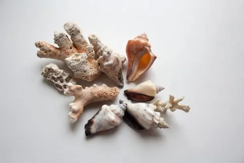 Thai seashells and corals composition Stock Photos