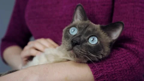 Thai, Siamese cat with big blue eyes in the hands of a girl Video stock 130348514