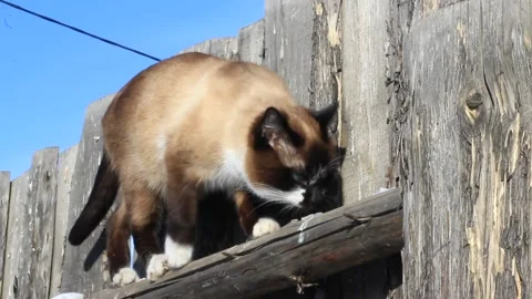 Thai siamese cat walking on wood fence in winter Stock Footage 167549983