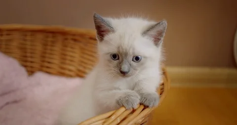 Thai Siamese kitten cat climbs out of the basket Stock Footage 122953097