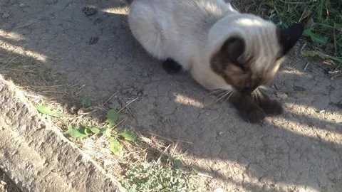 Thai Siamese predator cat in nature plays with a little mouse on the ground Stock Footage 119308527