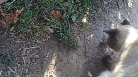 Thai Siamese predator cat in nature plays with a little mouse on the ground 2 Stock Footage 119308547