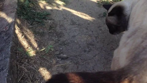 Thai Siamese predator cat in nature plays with a little mouse on the ground 4 Stock Footage 119308583