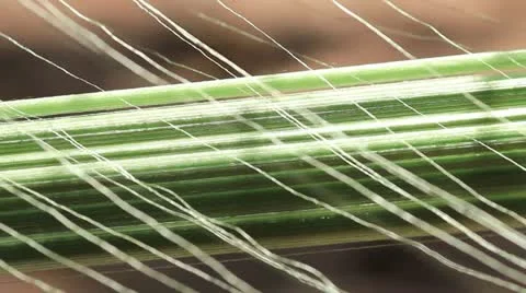 Thai silk yarn making. Stock Footage 14827545