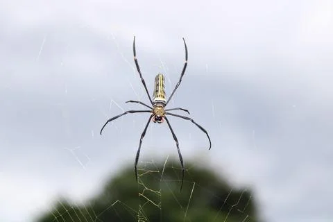 Thai spider Stock Photos