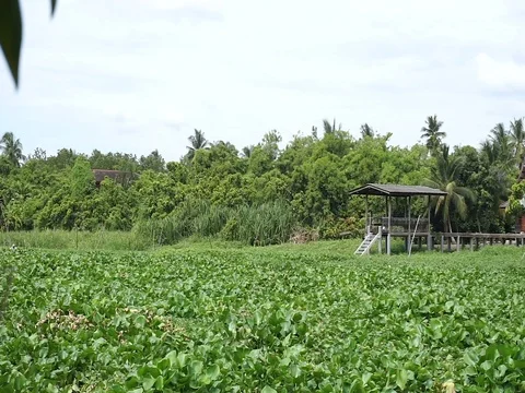 Thai style waterfront pavilion Stock Footage 83530112