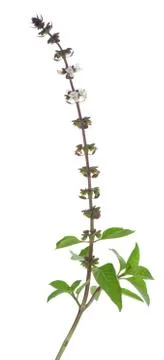 Thai sweet basil isolate on white Stock Photos
