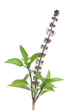 Thai sweet basil isolate on white Stock Photos