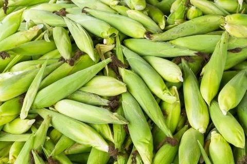 Thai sweet corn Stock Photos