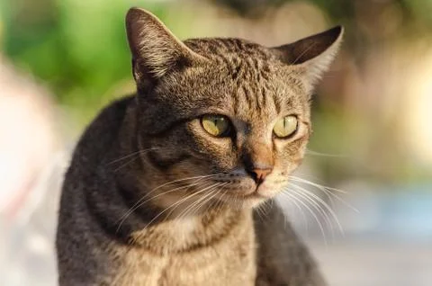 Thai tabby cat. Stock Photos