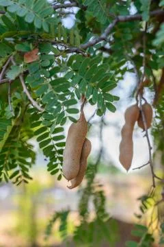 Thai tamarind. Stock Photos