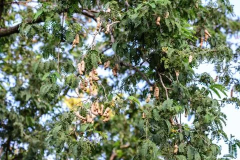 Thai tamarind on tree. Stock Photos