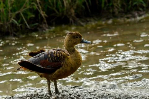 Thai Teal Duck Stock Photos