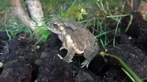 Thai toad in the mountain forests of Thailand Stock Footage 335279092