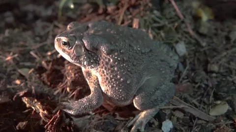 Thai toad in the mountain forests of Thailand Stock Footage 335279168