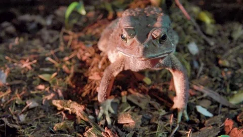 Thai toad in the mountain forests of Thailand Stock Footage 335279324