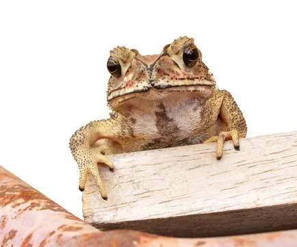 Thai toad Stock Photos