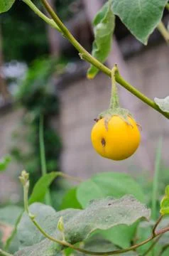 Thai tomato Stock Photos
