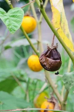 Thai tomato Stock Photos