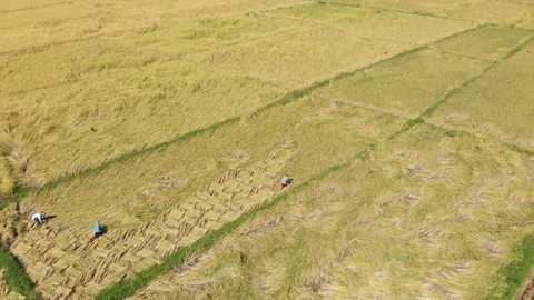 Thai traditional rice harvesting process Video stock 99325519