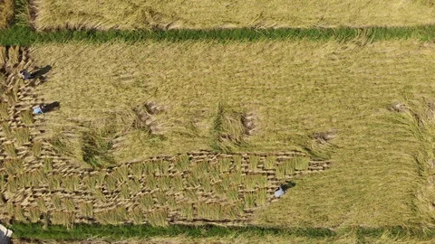 Thai traditional rice harvesting process Stock Footage 117267957