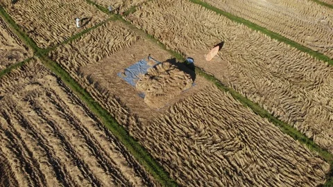 Thai traditional rice threshing for grain and seed Stock Footage 99965556