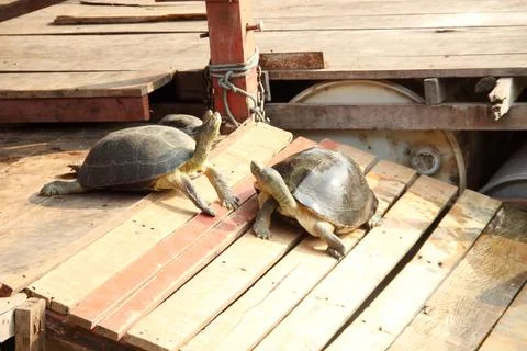 Thai turtle on wood platform. Stock Photos