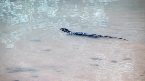 Thai Varan 1 Video stock 89886174