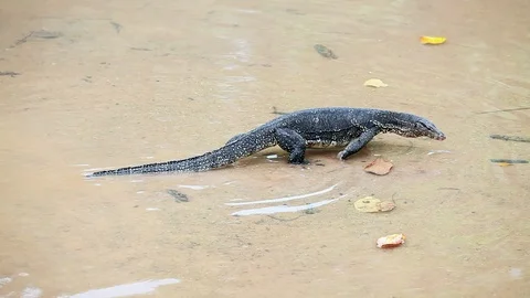 Thai Varan 3 Video stock 89886102