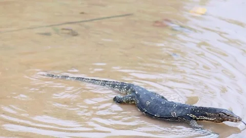 Thai Varan 4 Video stock 89886086